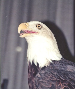 eagle-0008